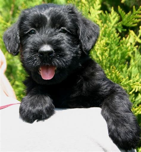 giant schnauzer puppies for sale in florida|golden retriever breeders tampa.